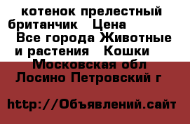котенок прелестный британчик › Цена ­ 12 000 - Все города Животные и растения » Кошки   . Московская обл.,Лосино-Петровский г.